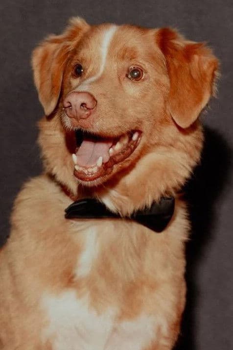 Indy the Dog profile