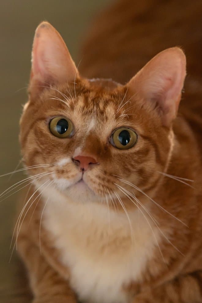 Geumdong-i profile