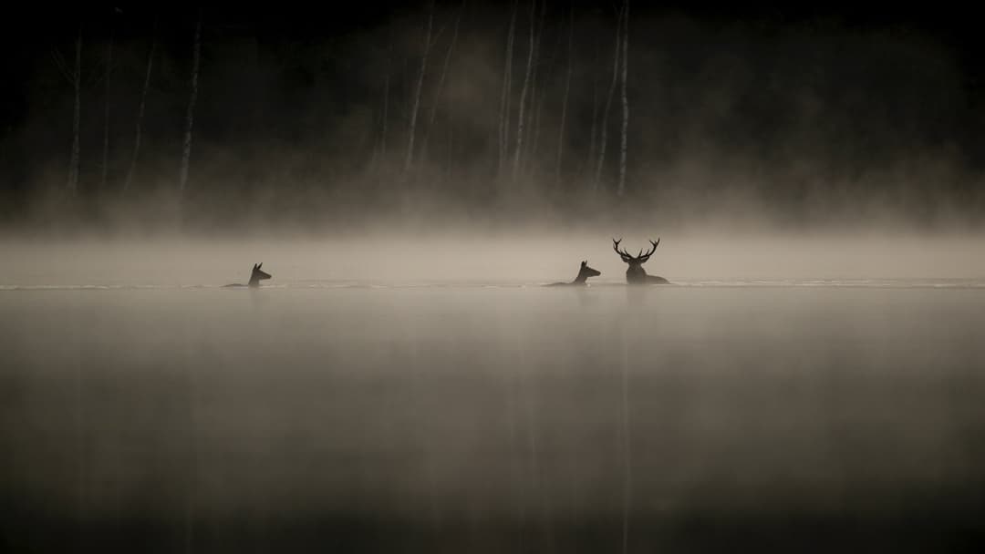 image is not available